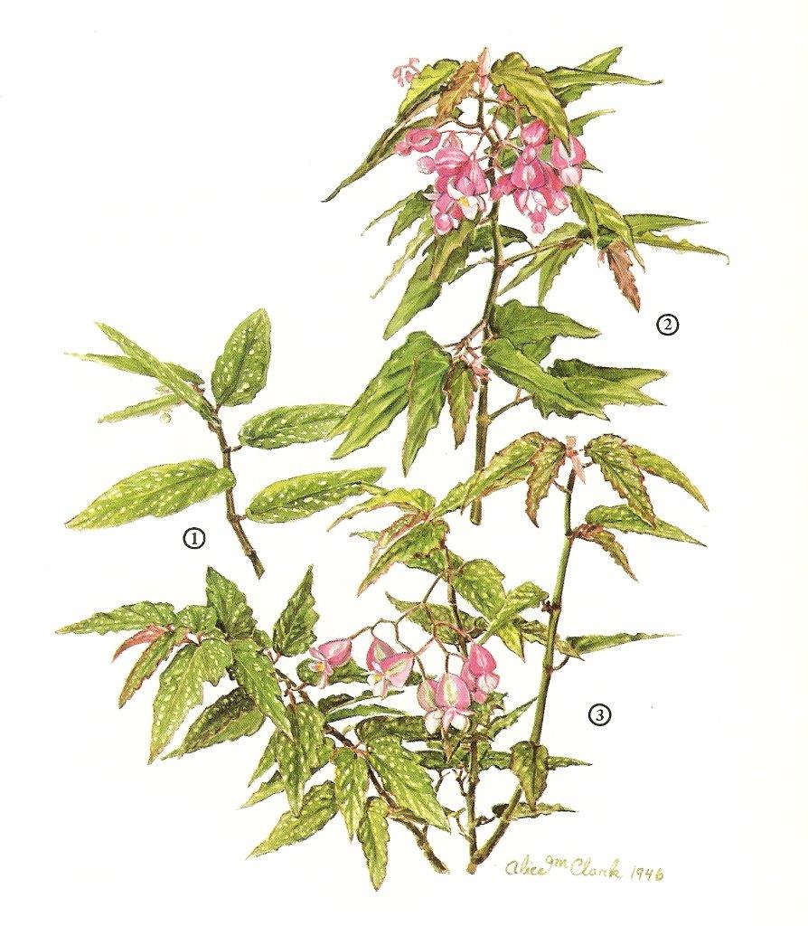 B. ‘Green Medora’